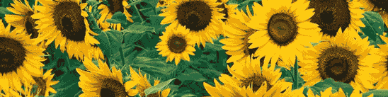 sunflower header